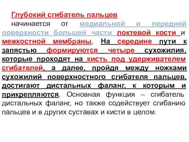 Глубокий сгибатель пальцев начинается от медиальной и передней поверхности большей части