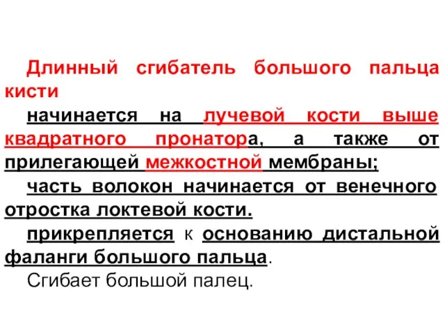 Длинный сгибатель большого пальца кисти начинается на лучевой кости выше квадратного