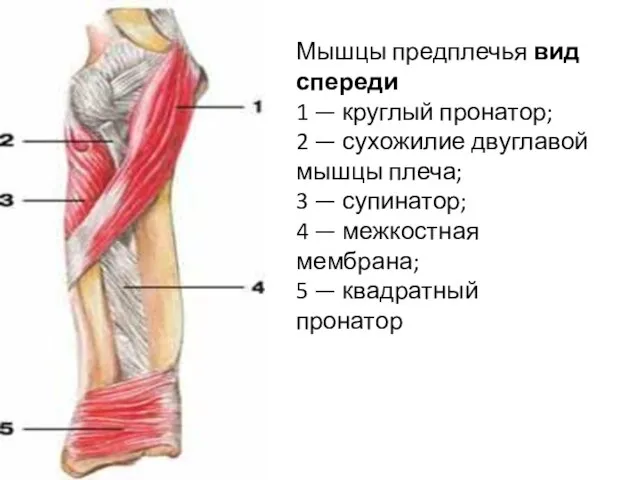 Мышцы предплечья вид спереди 1 — круглый пронатор; 2 — сухожилие