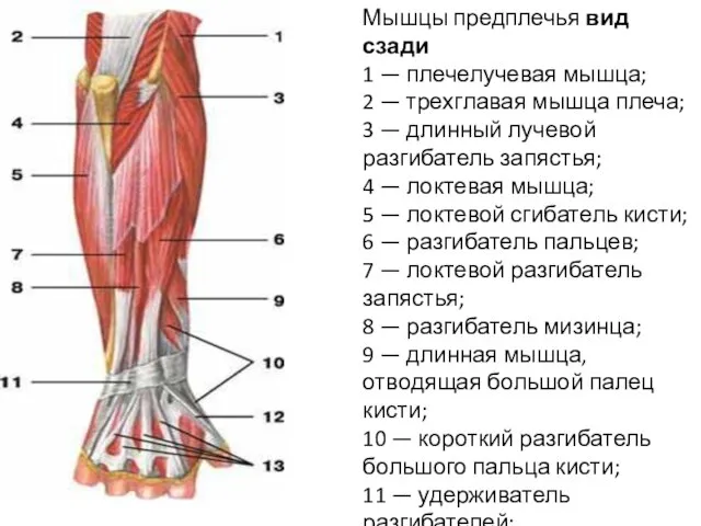 Мышцы предплечья вид сзади 1 — плечелучевая мышца; 2 — трехглавая