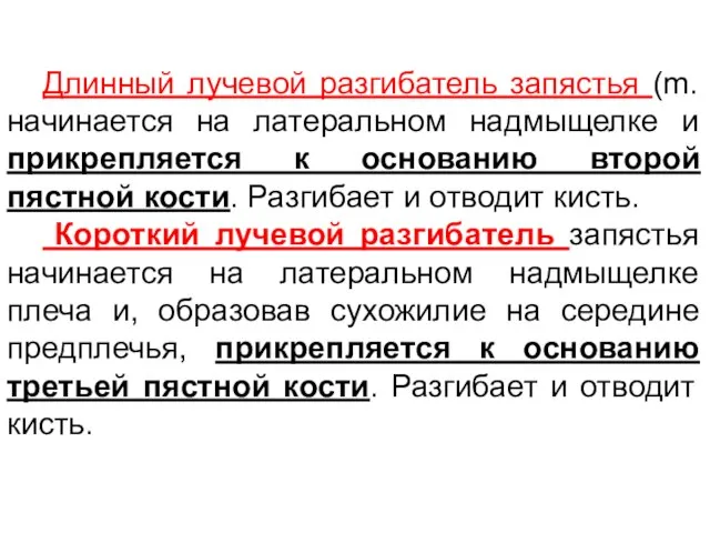 Длинный лучевой разгибатель запястья (m. начинается на латеральном надмыщелке и прикрепляется