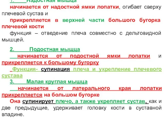 1. Надостная мышца начинается от надостной ямки лопатки, огибает сверху плечевой