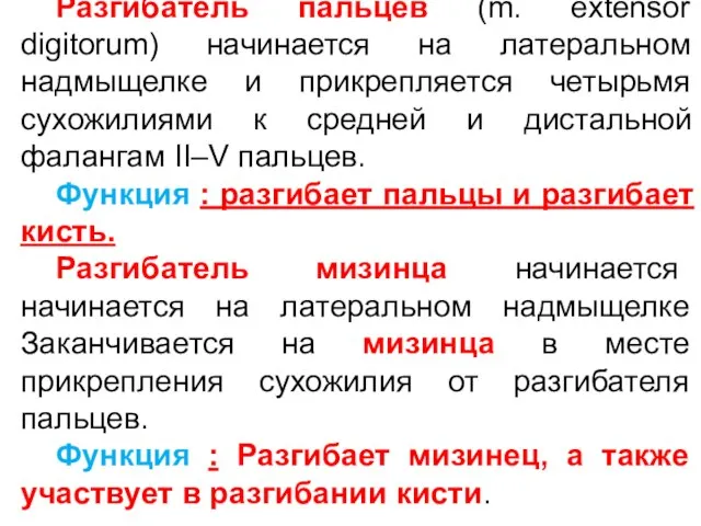 Разгибатель пальцев (m. extensor digitorum) начинается на латеральном надмыщелке и прикрепляется