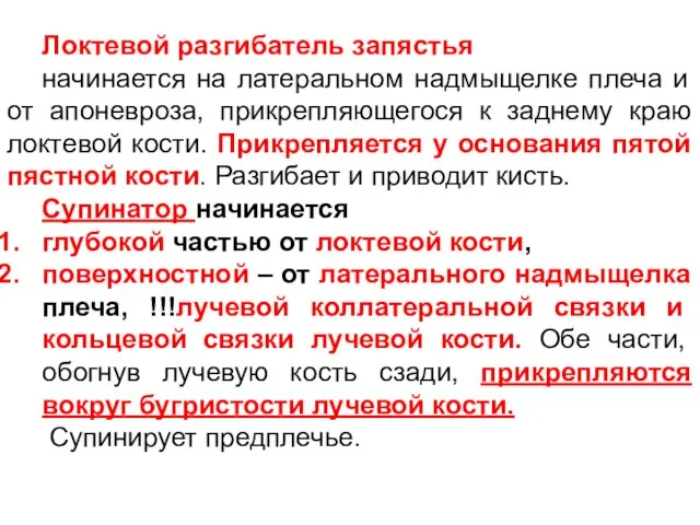 Локтевой разгибатель запястья начинается на латеральном надмыщелке плеча и от апоневроза,