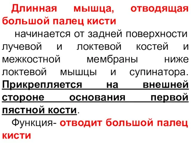 Длинная мышца, отводящая большой палец кисти начинается от задней поверхности лучевой