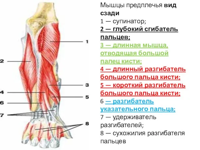 Мышцы предплечья вид сзади 1 — супинатор; 2 — глубокий сгибатель