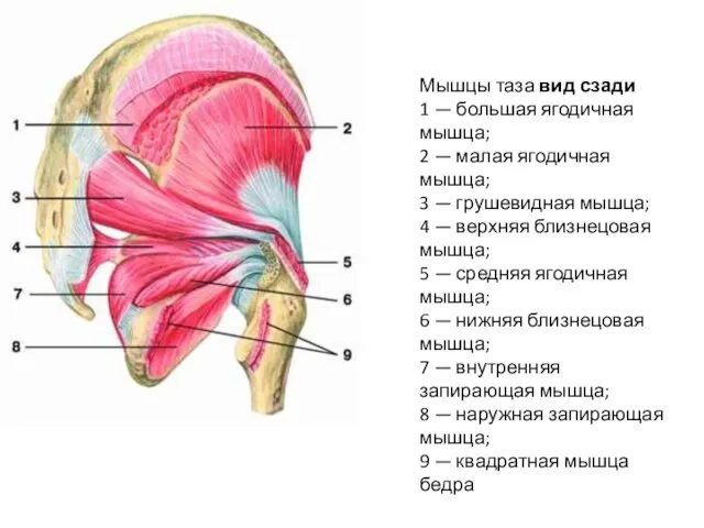 Мышцы таза вид сзади 1 — большая ягодичная мышца; 2 —