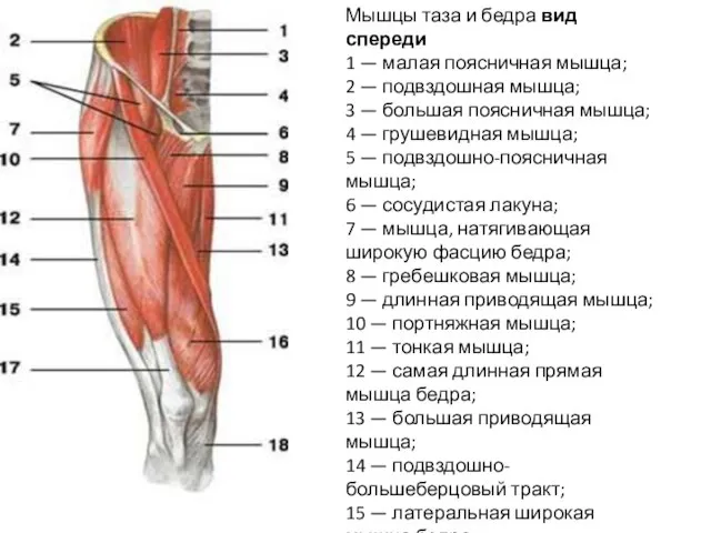 Мышцы таза и бедра вид спереди 1 — малая поясничная мышца;