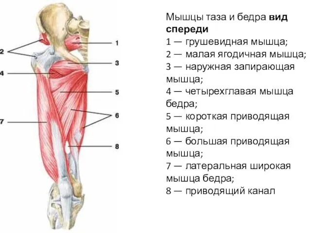 Мышцы таза и бедра вид спереди 1 — грушевидная мышца; 2