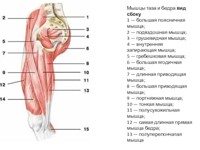 Мышцы таза и бедра вид сбоку 1 — большая поясничная мышца;