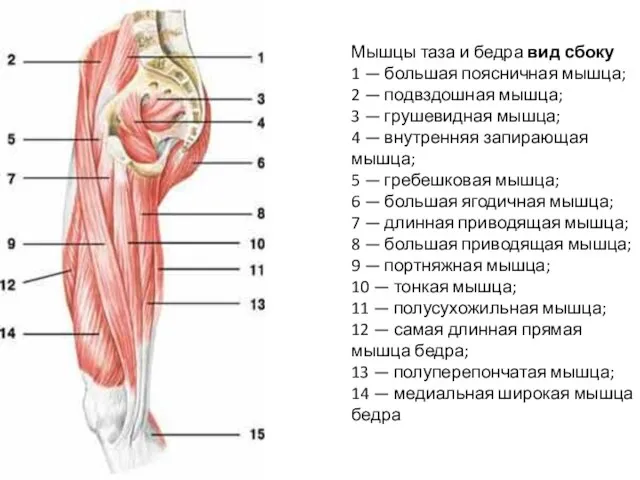 Мышцы таза и бедра вид сбоку 1 — большая поясничная мышца;