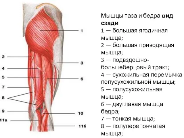 Мышцы таза и бедра вид сзади 1 — большая ягодичная мышца;