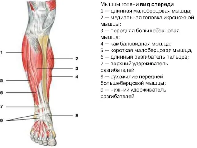 Мышцы голени вид спереди 1 — длинная малоберцовая мышца; 2 —