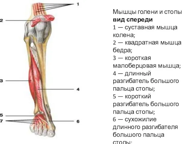 Мышцы голени и стопы вид спереди 1 — суставная мышца колена;