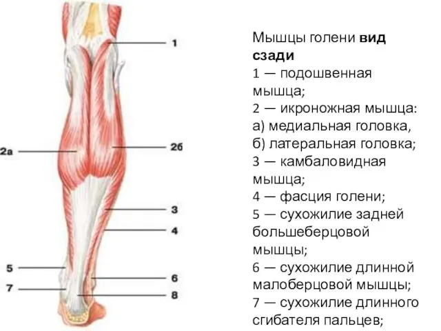 Мышцы голени вид сзади 1 — подошвенная мышца; 2 — икроножная