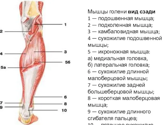 Мышцы голени вид сзади 1 — подошвенная мышца; 2 — подколенная