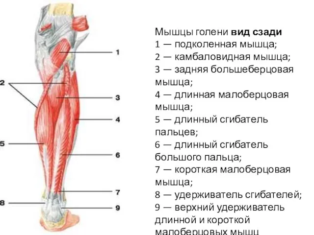 Мышцы голени вид сзади 1 — подколенная мышца; 2 — камбаловидная