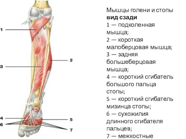 Мышцы голени и стопы вид сзади 1 — подколенная мышца; 2