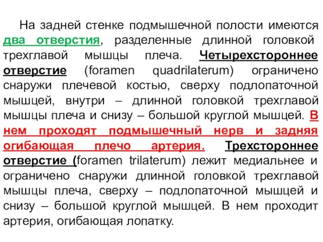 На задней стенке подмышечной полости имеются два отверстия, разделенные длинной головкой