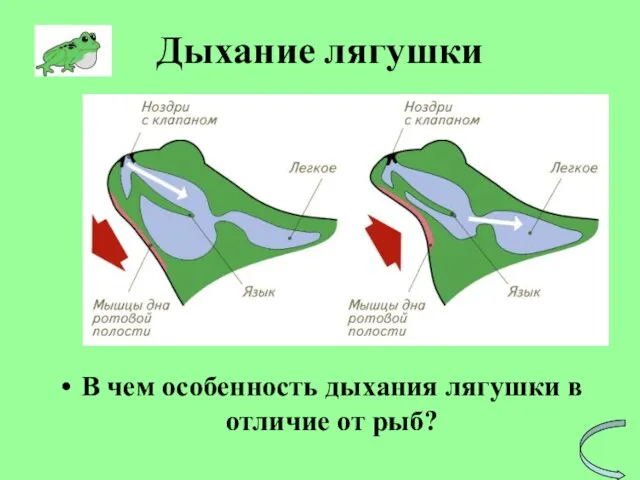 Дыхание лягушки В чем особенность дыхания лягушки в отличие от рыб?