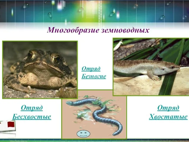 Многообразие земноводных Отряд Хвостатые Отряд Бесхвостые Отряд Безногие