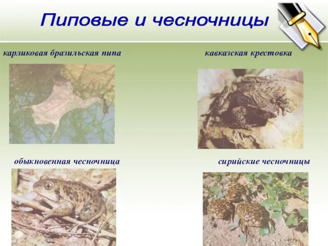 Пиповые и чесночницы карликовая бразильская пипа кавказская крестовка обыкновенная чесночница сирийские чесночницы