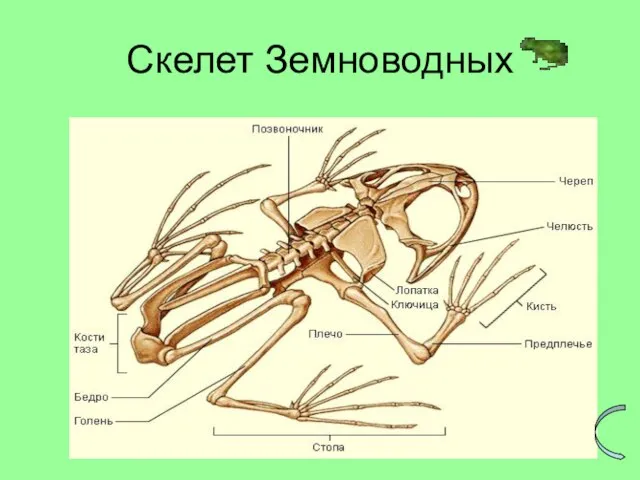 Скелет Земноводных