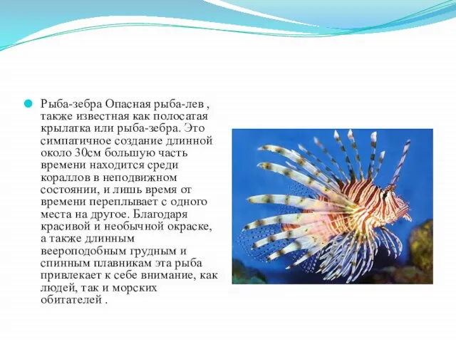 Рыба-зебра Опасная рыба-лев , также известная как полосатая крылатка или рыба-зебра.