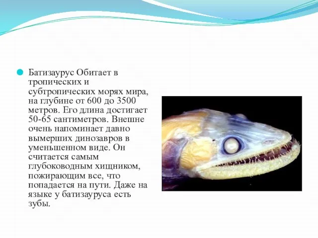 Батизаурус Обитает в тропических и субтропических морях мира, на глубине от