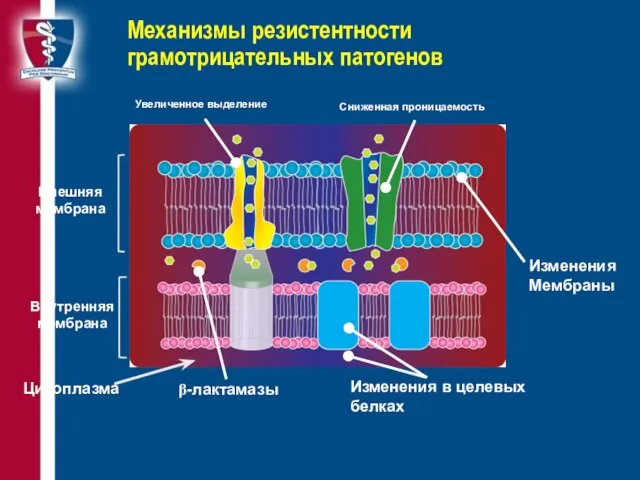 Механизмы резистентности грамотрицательных патогенов Сниженная проницаемость Увеличенное выделение β-лактамазы Изменения в