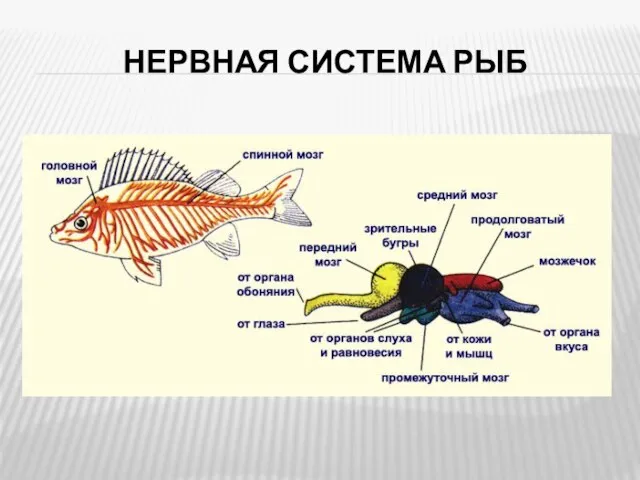 НЕРВНАЯ СИСТЕМА РЫБ