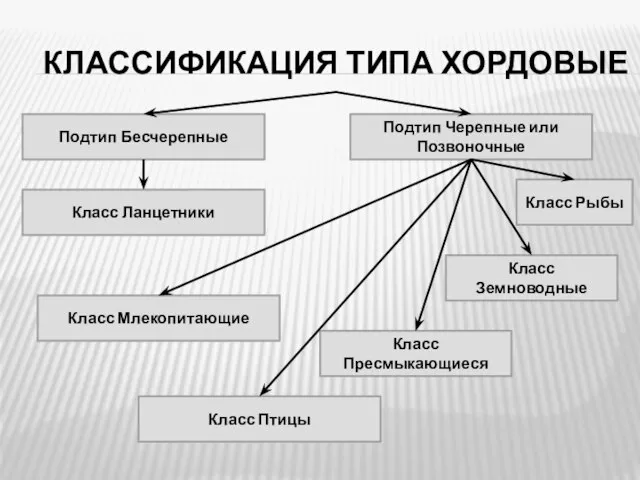 КЛАССИФИКАЦИЯ ТИПА ХОРДОВЫЕ Подтип Бесчерепные Подтип Черепные или Позвоночные Класс Ланцетники