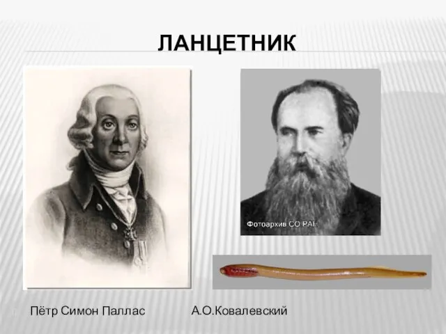 ЛАНЦЕТНИК Пётр Симон Паллас А.О.Ковалевский