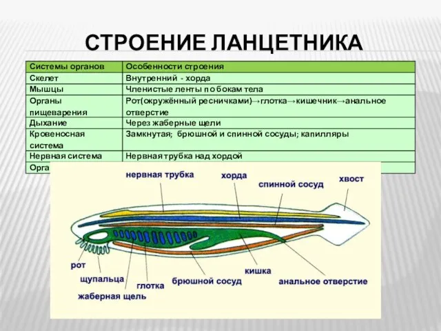 СТРОЕНИЕ ЛАНЦЕТНИКА