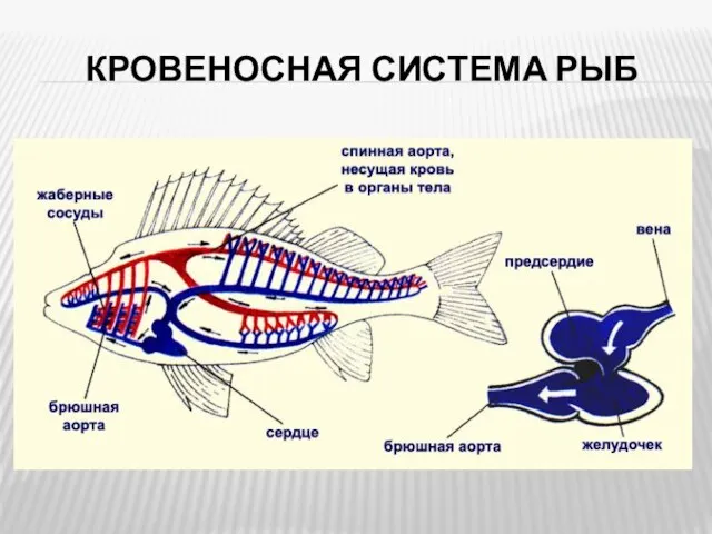 КРОВЕНОСНАЯ СИСТЕМА РЫБ