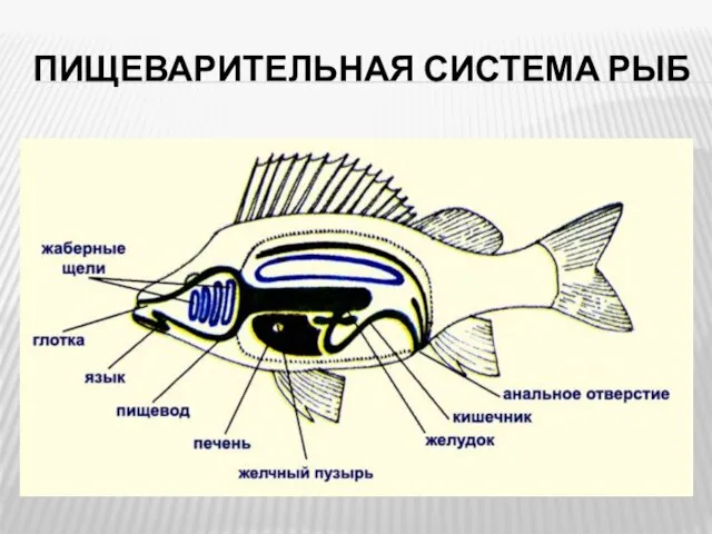 ПИЩЕВАРИТЕЛЬНАЯ СИСТЕМА РЫБ