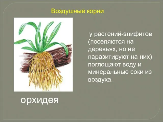 у растений-эпифитов (поселяются на деревьях, но не паразитируют на них) поглощают