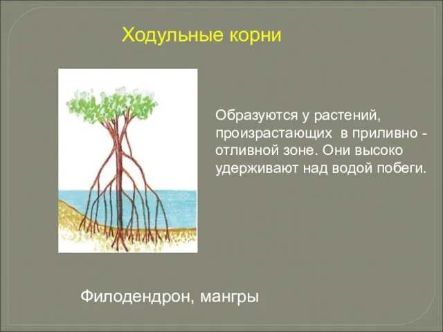 Образуются у растений, произрастающих в приливно - отливной зоне. Они высоко