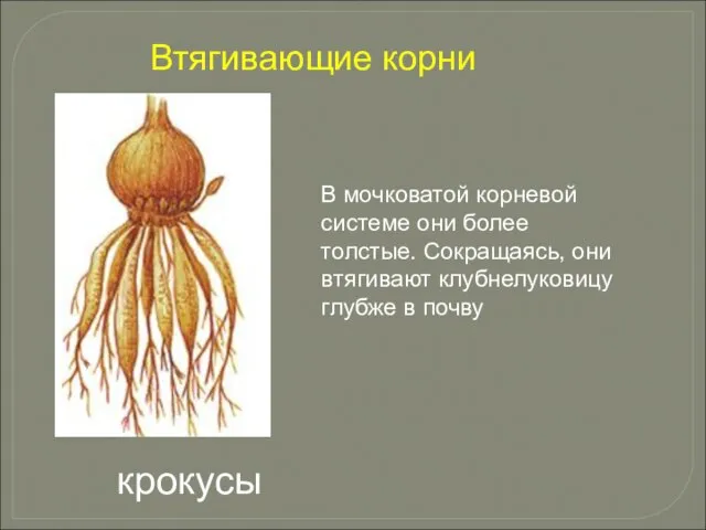 В мочковатой корневой системе они более толстые. Сокращаясь, они втягивают клубнелуковицу