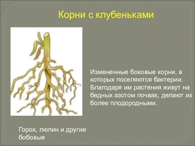 Измененные боковые корни, в которых поселяются бактерии. Благодаря им растения живут