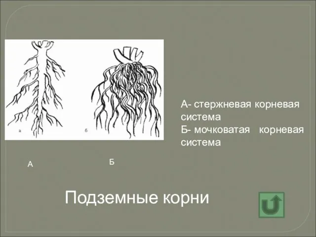 Подземные корни А- стержневая корневая система Б- мочковатая корневая система А Б