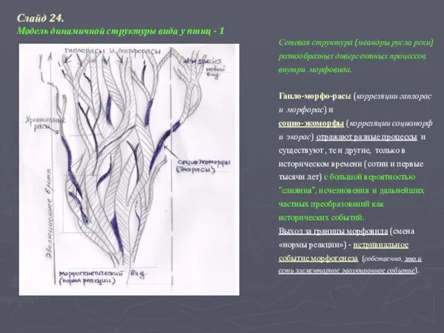 Сетевая структура (меандры русла реки) разнообразных дивергентных процессов внутри морфовида. Гапло-морфо-расы