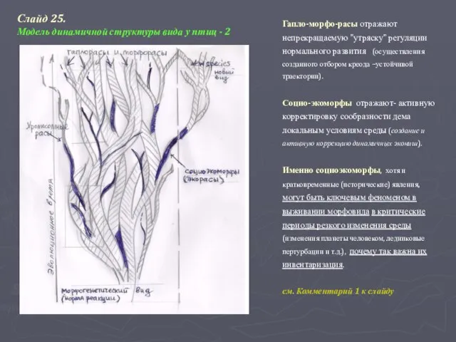 Гапло-морфо-расы отражают непрекращаемую "утряску" регуляции нормального развития (осуществления созданного отбором креода