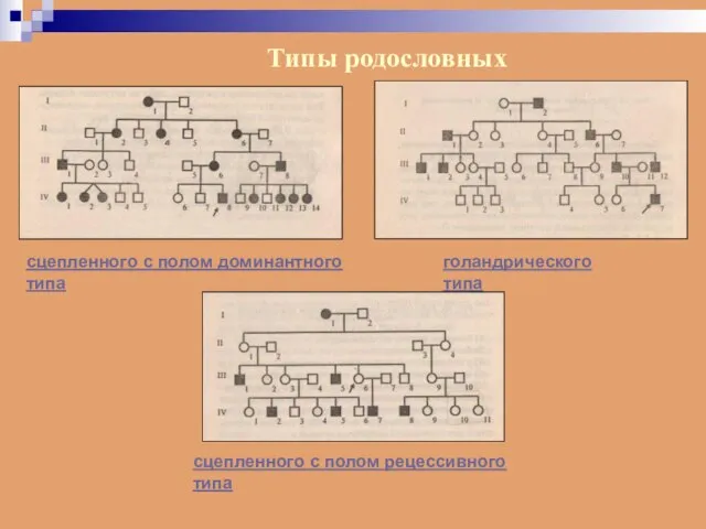 Типы родословных сцепленного с полом доминантного типа голандрического типа сцепленного с полом рецессивного типа