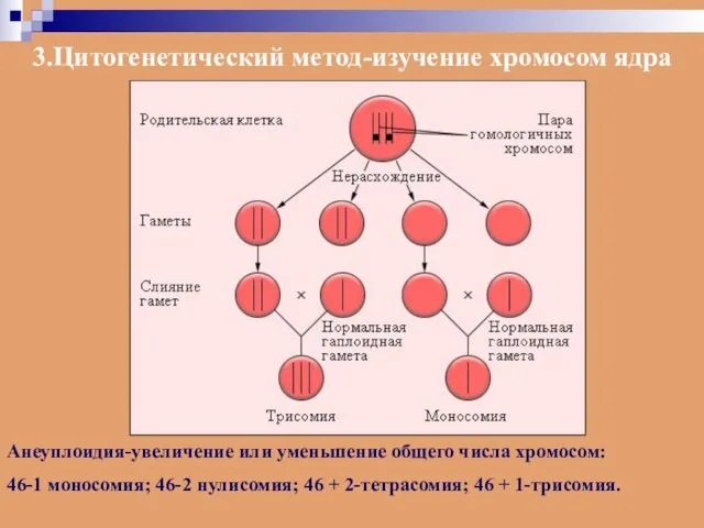 3.Цитогенетический метод-изучение хромосом ядра Анеуплоидия-увеличение или уменьшение общего числа хромосом: 46-1