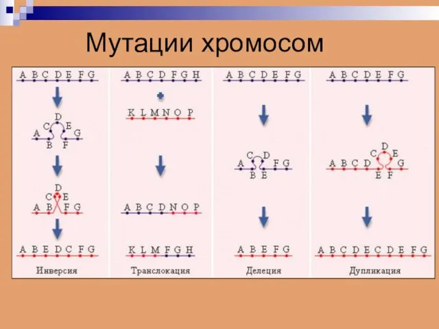 Мутации хромосом