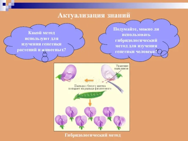 Актуализация знаний Какой метод используют для изучения генетики растений и животных?