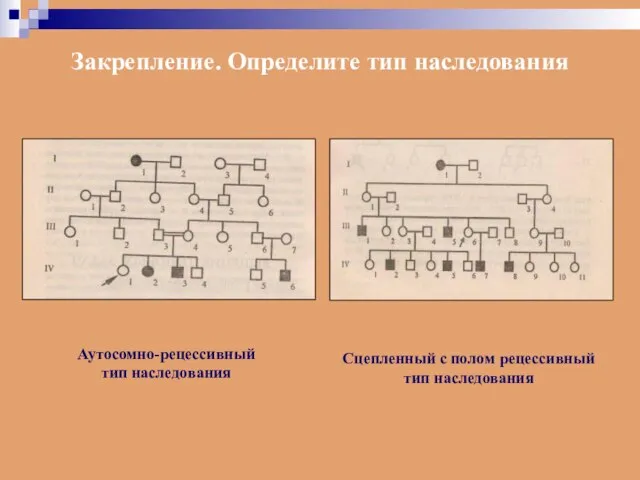 Закрепление. Определите тип наследования Аутосомно-рецессивный тип наследования Сцепленный с полом рецессивный тип наследования