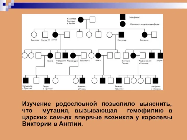 Изучение родословной позволило выяснить, что мутация, вызывающая гемофилию в царских семьях