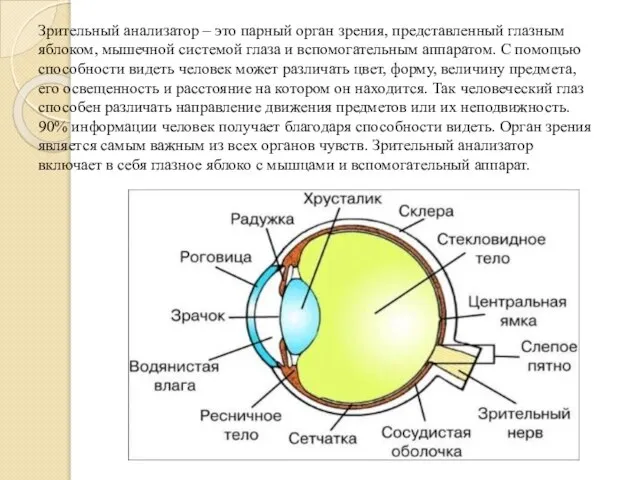 Зрительный анализатор – это парный орган зрения, представленный глазным яблоком, мышечной